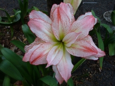 guadeloupe/fleur de david.jpg